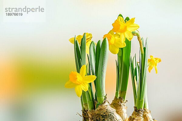 Narzissen Lilien in der Ostern auf einem bunten Hintergrund