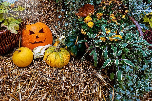 Halloween Ornament mit einer Jack O Lantern