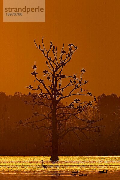 Kolonie von Kormoranen (Phalacrocorax carbo) in einem abgestorbenen Baum in einem Feuchtgebiet  Sumpfgebiet  Silhouette gegen den orangefarbenen Himmel bei Sonnenuntergang im Herbst  Herbst