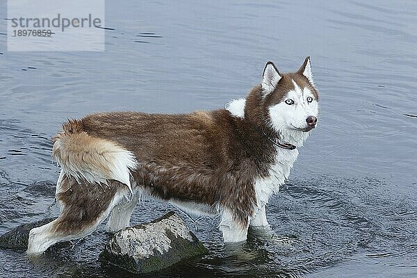 Siberian Husky (Canis lupus familaris)  Hündin  3 Jahre  steht seitlich im Wasser  Nordrhein-Westfalen  Deutschland  Europa