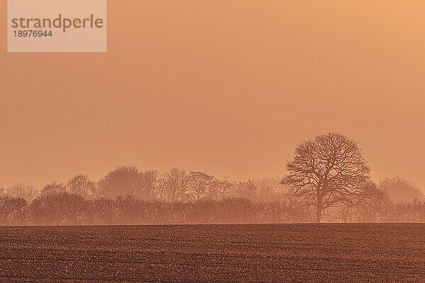 Nebliger Sonnenaufgang mit Baumsilhouetten auf einem Feld