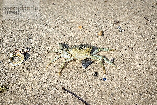 Skandinavische Krabbe an einem weißen Sandstrand