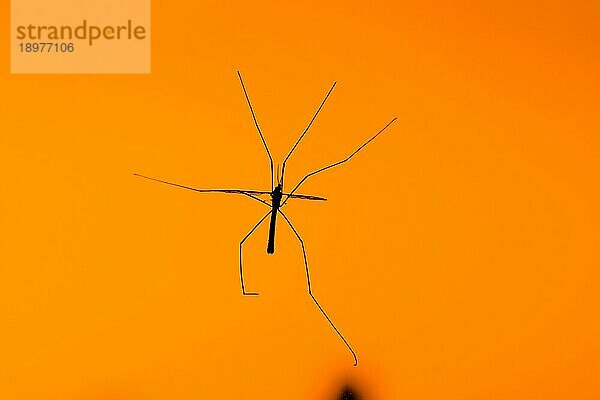 Silhouette eines großen Kranichs fliegen auf einem orangefarbenen Hintergrund