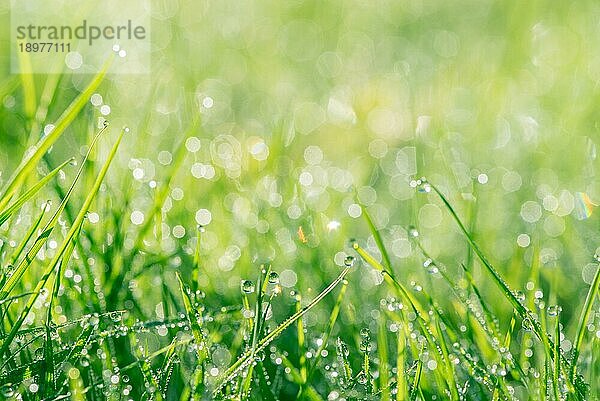 Tau im grünen Gras mit Bokeh Lichtern