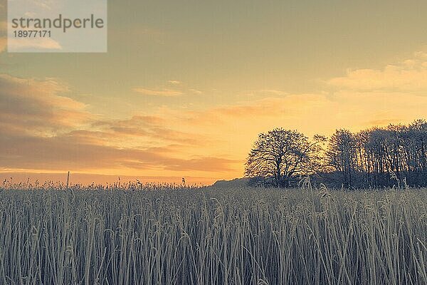 Sonnenaufgang auf dem Land mit einem frostigen Feld und Baumsilhouetten