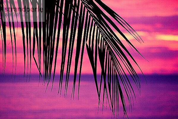 Tropischer Sonnenuntergang mit Silhouette eines Palmenblattes