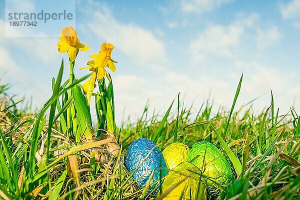 Ostereier im Gras mit Narzissen