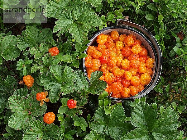 Moltebeere (Rubus chamaemorus)