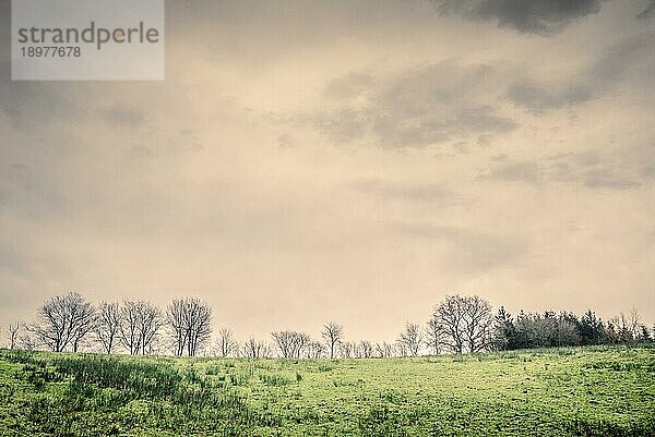 Baumsilhouetten auf einer grünen Wiese bei bewölktem Wetter