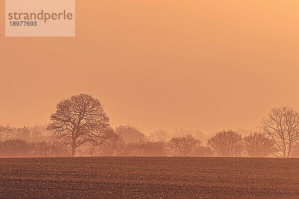 Baumsilhouetten im nebligen Sonnenaufgang am Morgen