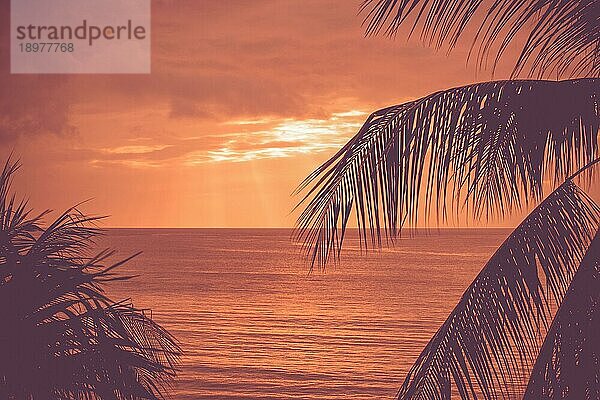 Tropischer Sonnenuntergang mit exotischen Palmblättern