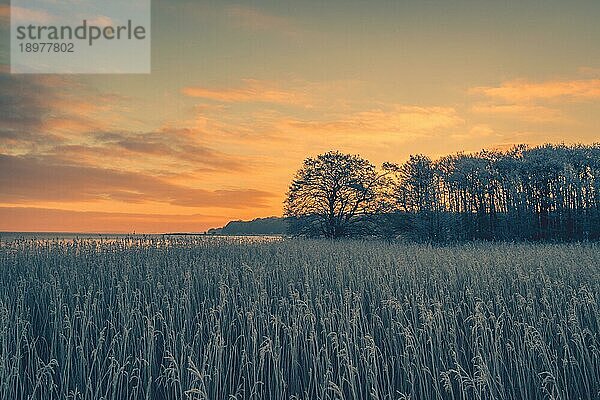 Baumsilhouetten im winterlichen Sonnenaufgang an einem kalten Morgen