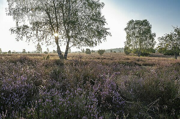 Birke (Betula) im Gegenlicht mit Sonnenstern und blühende Besenheide (Calluna vulgaris)  Lüneburger Heide  Niedersachsen  Deutschland  Europa