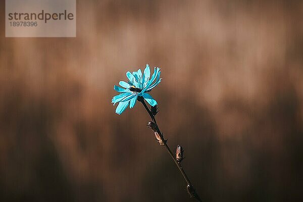 Schönes Foto einer Blume mit unscharfem Hintergrund