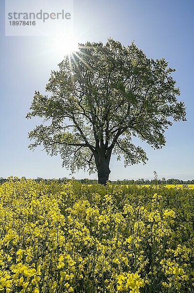 Stieleiche (Quercus robur)  Solitär steht an einem blühenden Rapsfeld (Brassica napus)  im Gegenlicht mit Sonnenstern  Niedersachsen  Deutschland  Europa