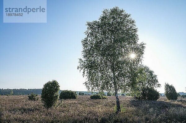 Birke (Betula) im Gegenlicht mit Sonnenstern und blühende Besenheide (Calluna vulgaris)  Lüneburger Heide  Niedersachsen  Deutschland  Europa