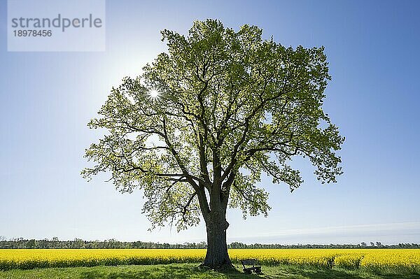 Stieleiche (Quercus robur)  Solitär steht an einem blühenden Rapsfeld (Brassica napus)  im Gegenlicht mit Sonnenstern  Niedersachsen  Deutschland  Europa