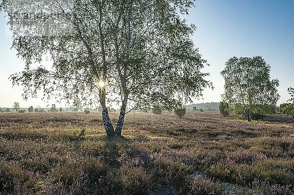 Birke (Betula) im Gegenlicht mit Sonnenstern und blühende Besenheide (Calluna vulgaris)  Lüneburger Heide  Niedersachsen  Deutschland  Europa