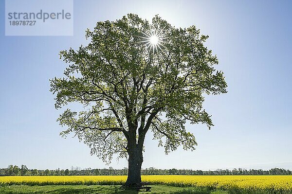 Stieleiche (Quercus robur)  Solitär steht an einem blühenden Rapsfeld (Brassica napus)  im Gegenlicht mit Sonnenstern  Niedersachsen  Deutschland  Europa