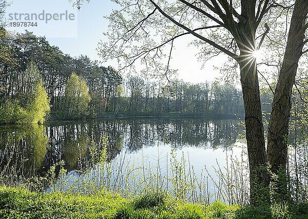 See im Wald  Bäume  Sonnenstern  Niedersachsen  Deutschland  Europa