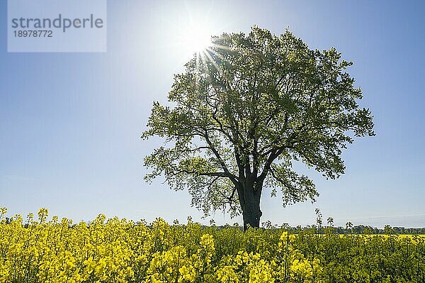 Stieleiche (Quercus robur)  Solitär steht an einem blühenden Rapsfeld (Brassica napus)  im Gegenlicht mit Sonnenstern  Niedersachsen  Deutschland  Europa