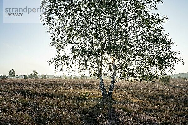 Birke (Betula) im Gegenlicht mit Sonnenstern und blühende Besenheide (Calluna vulgaris)  Lüneburger Heide  Niedersachsen  Deutschland  Europa