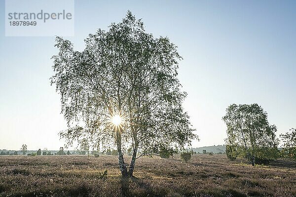 Birke (Betula) im Gegenlicht mit Sonnenstern und blühende Besenheide (Calluna vulgaris)  Lüneburger Heide  Niedersachsen  Deutschland  Europa