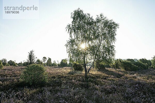 Birke (Betula) im Gegenlicht mit Sonnenstern und blühende Besenheide (Calluna vulgaris)  Lüneburger Heide  Niedersachsen  Deutschland  Europa