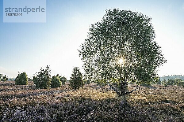 Birke (Betula) im Gegenlicht mit Sonnenstern und blühende Besenheide (Calluna vulgaris)  Lüneburger Heide  Niedersachsen  Deutschland  Europa