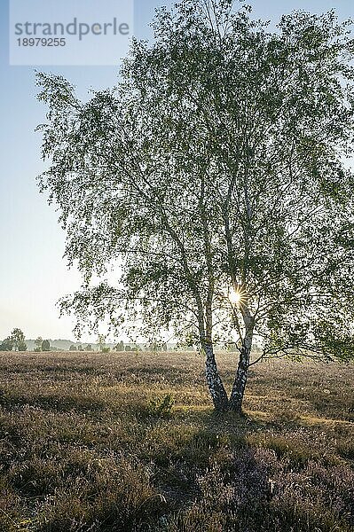 Birke (Betula) im Gegenlicht mit Sonnenstern und blühende Besenheide (Calluna vulgaris)  Lüneburger Heide  Niedersachsen  Deutschland  Europa