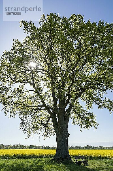 Stieleiche (Quercus robur)  Solitär steht an einem blühenden Rapsfeld (Brassica napus)  im Gegenlicht mit Sonnenstern  Niedersachsen  Deutschland  Europa