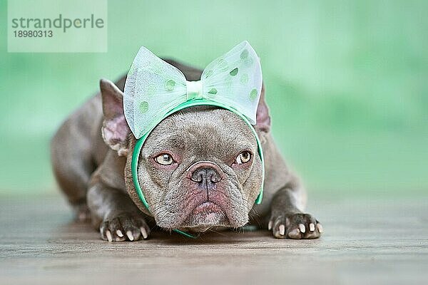 Französische Bulldogge mit Bandstirnband liegend vor grünem Hintergrund