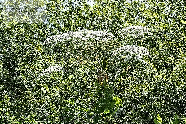 Riesenbärenklau (Heracleum mantegazzianum) in Hörte  Gemeinde Skurup  Schonen  Schweden  Skandinavien  Europa