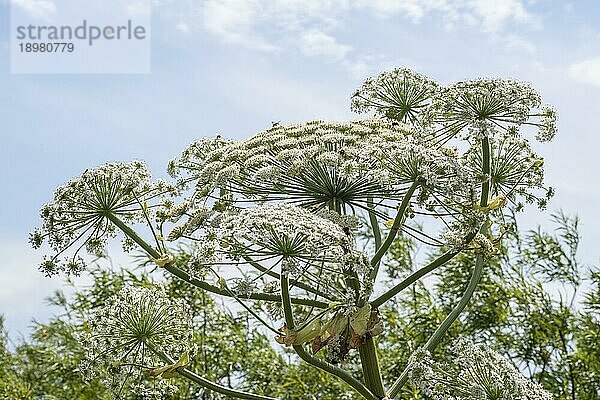 Riesenbärenklau (Heracleum mantegazzianum) in Hörte  Gemeinde Skurup  Schonen  Schweden  Skandinavien  Europa