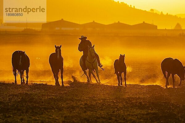 Ein mexikanischer Charro treibt eine Pferdeherde zusammen  die bei Sonnenaufgang durch ein Feld auf einer mexikanischen Ranch läuft