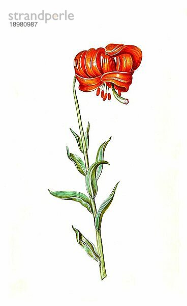 Chalzedonische Lilie (Lilium) chalcedonicum  Historisch  digital restaurierte Reproduktion von einer Vorlage aus dem 19. Jahrhundert