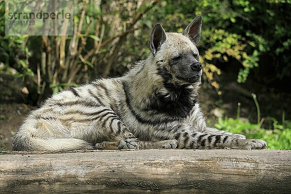 Streifenhyäne (Hyaena hyaena)  adult  ruhend  captive