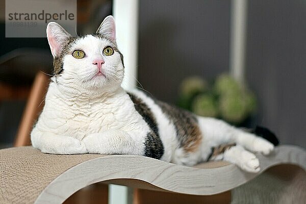 Katze liegt auf Papp Kratzbrett in Form eines Lounge Bettes