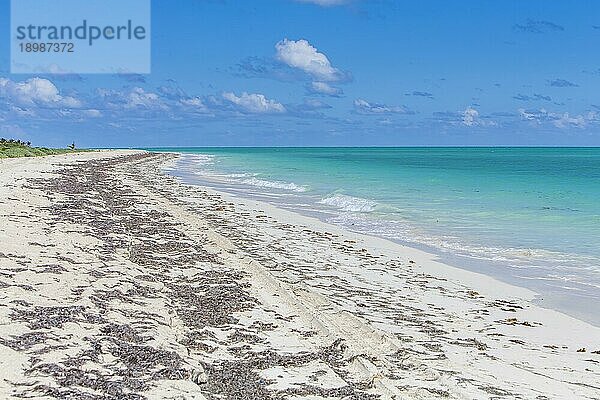 Ein ruhiger karibischer Strand mit grünem Wasser und blauem Himmel