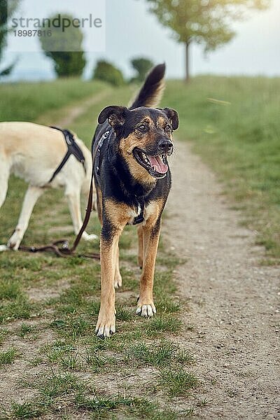 Glücklicher schwarzer und hellbrauner Hund  der hechelnd auf einem Feldweg steht  angeleint und mit einem Geschirr ausgestattet  um seinen täglichen Auslauf zu genießen