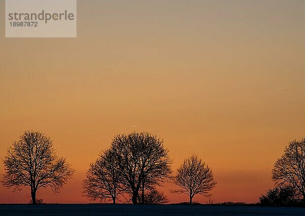 Mehrere Bäume heben sich als Silhouette vom Himmel und der untergehenden Sonne ab