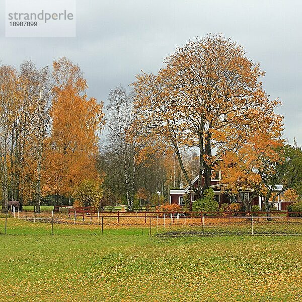 Baum und schönes Haus an einem Oktobertag in Mellerud  Schweden  Europa