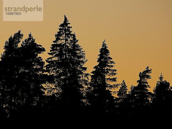 Umrisse von Bäumen in einem Wald bei Sonnenuntergang. Abendstimmung in Dalsland  Schweden  Europa