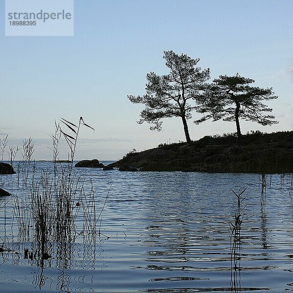 Zwei Brüder. Bäume am Ufer des Vanernsees. Schweden