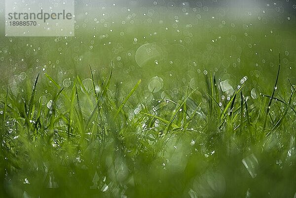 Grünes  nasses Gras