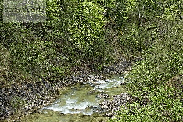 Gebirgsbach im UNESCO Weltnaturerbe Buchenwald im Nationalpark Kalkalpen  Reichraming  Oberösterreich  Österreich  Europa