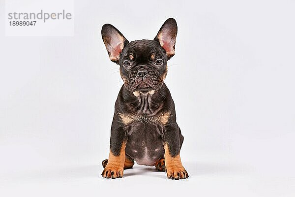 Tan Französisch Bulldogge Hundewelpe auf weißem Hintergrund