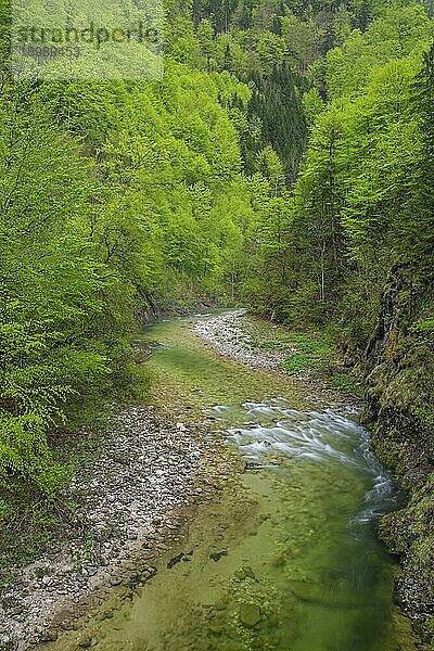 Gebirgsbach im UNESCO Weltnaturerbe Buchenwald im Nationalpark Kalkalpen  Reichraming  Oberösterreich  Österreich  Europa