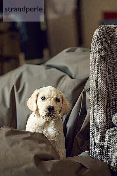 Entzückender  neugieriger kleiner Junge  der auf einem Stuhl oder einem mit Teppichen bedeckten Bett sitzt und in die Kamera blickt  mit Kopierraum darüber