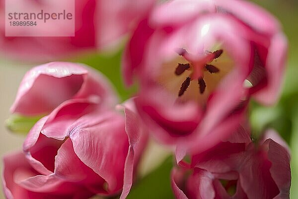 Makroaufnahme von Tulpenblüten